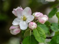 Apfelbaum Blüte mit Knospen